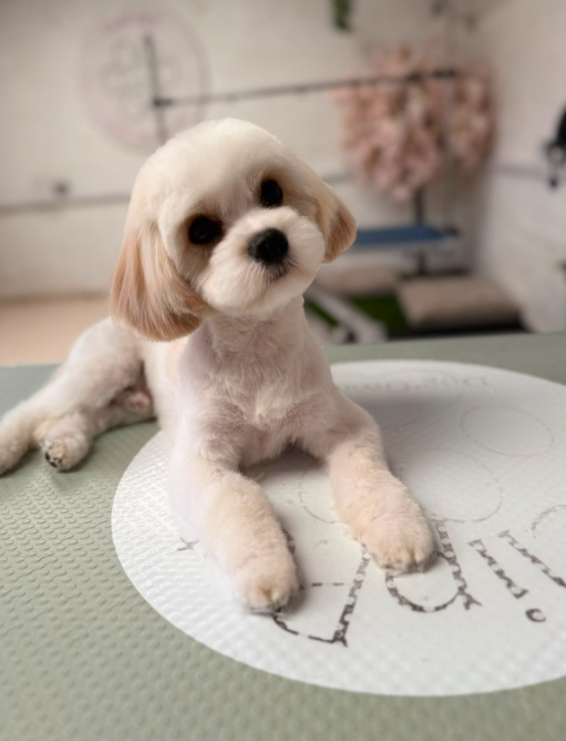 Fluffy white puppy lying on grooming table looking at camera at Clip Pet