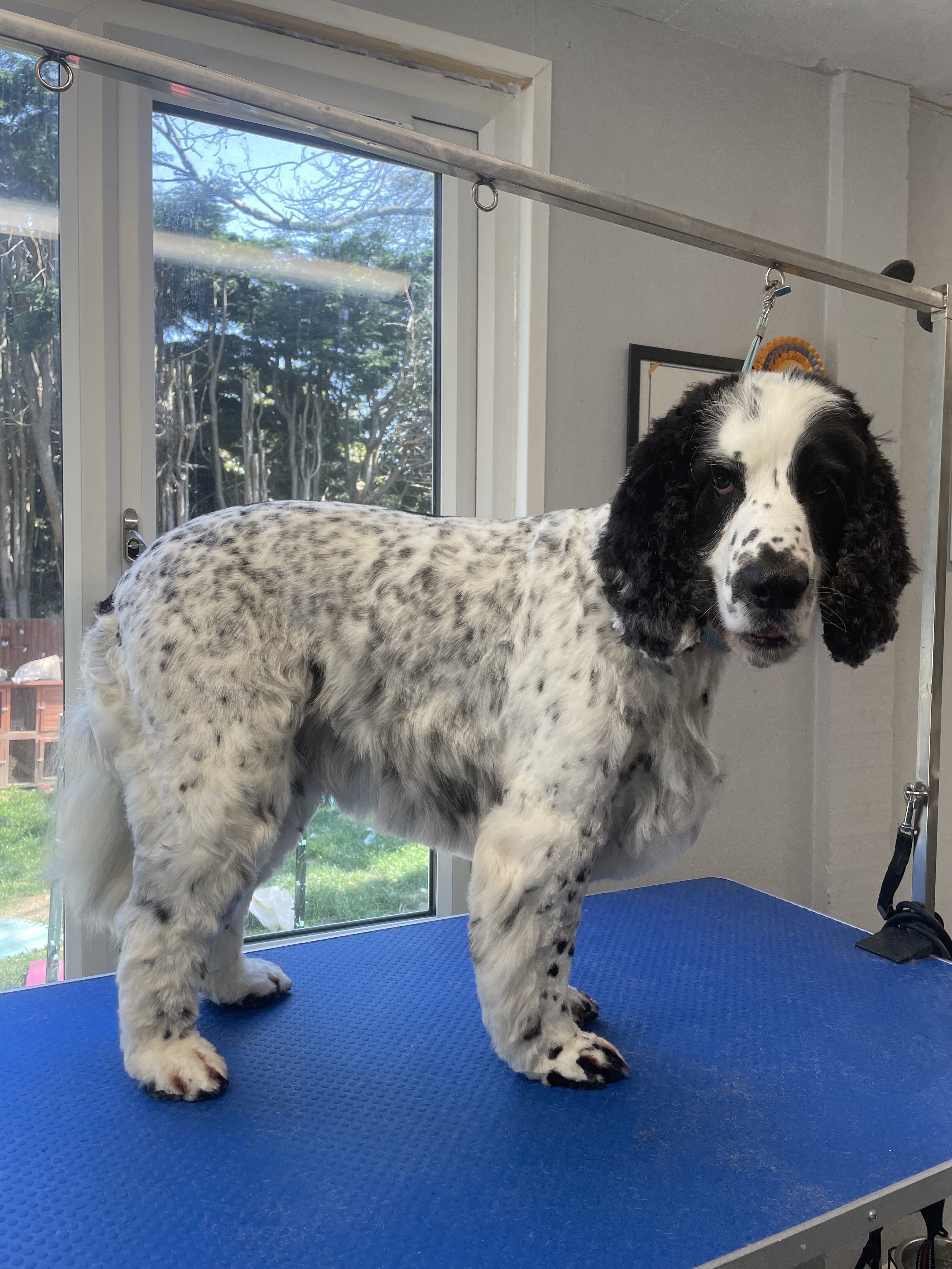 Beautifully groomed Golden Retriever smiling after a bath at Clip Pet grooming