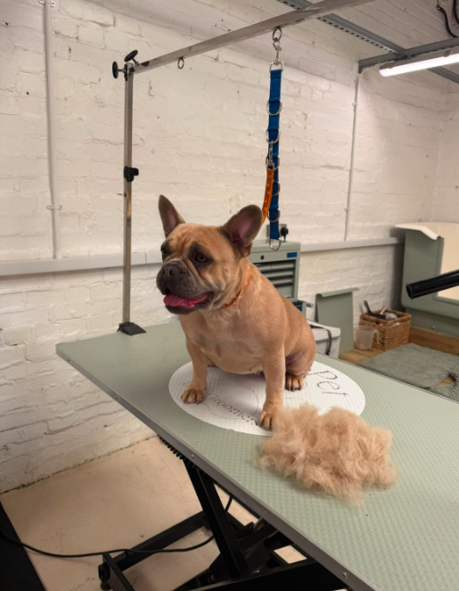 Handsome French Bulldog standing proudly on a professional grooming table at Clip Pet