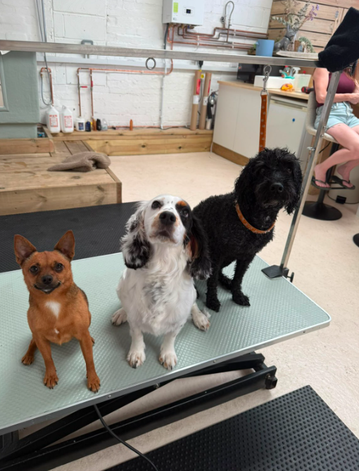 Three small dogs sitting together on a professional grooming table at Clip Pet salon