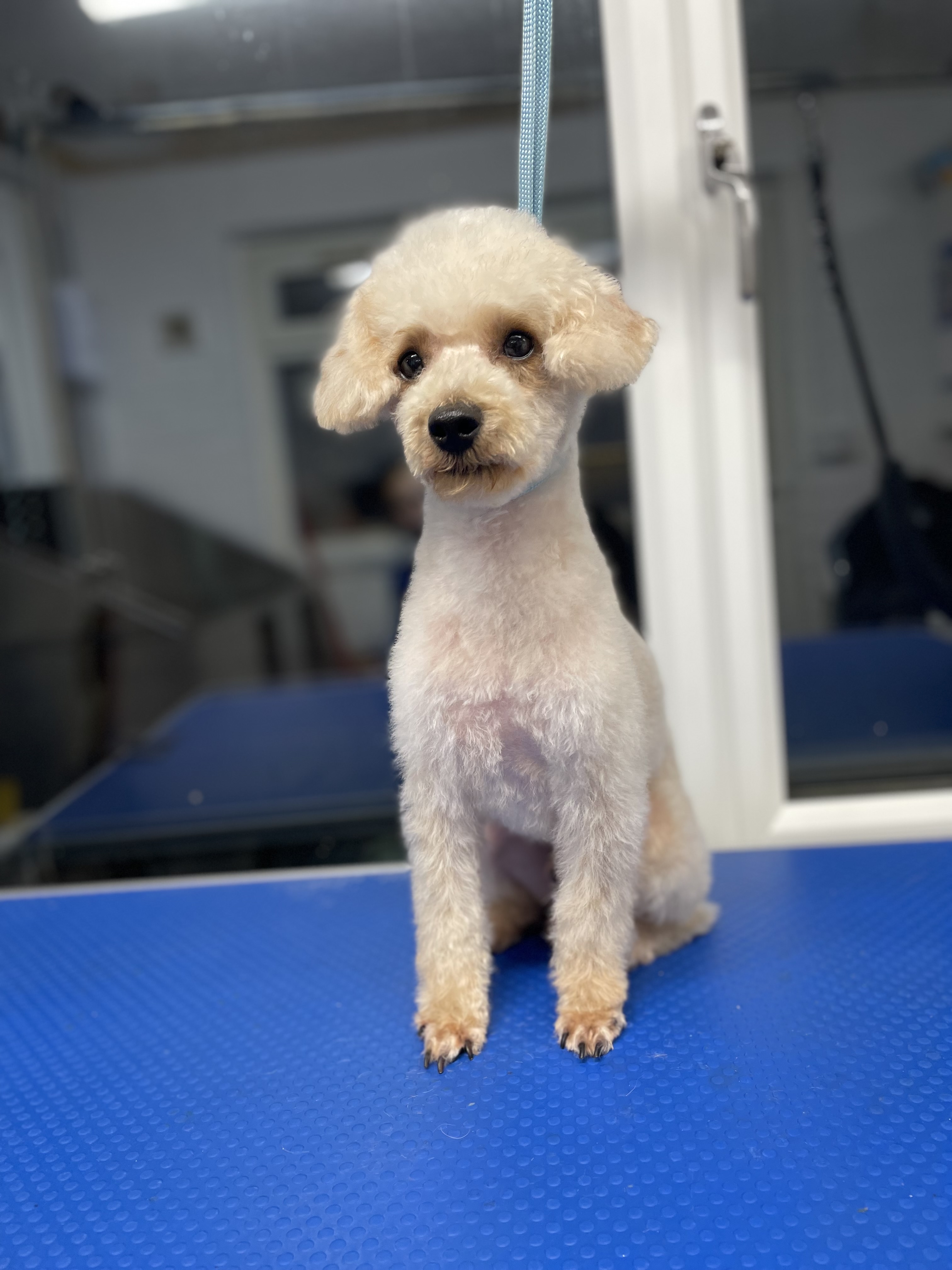 Adorable Shih Tzu with a stylish haircut and pink bow at Clip Pet