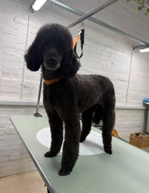 Elegant black poodle being expertly styled by a professional groomer